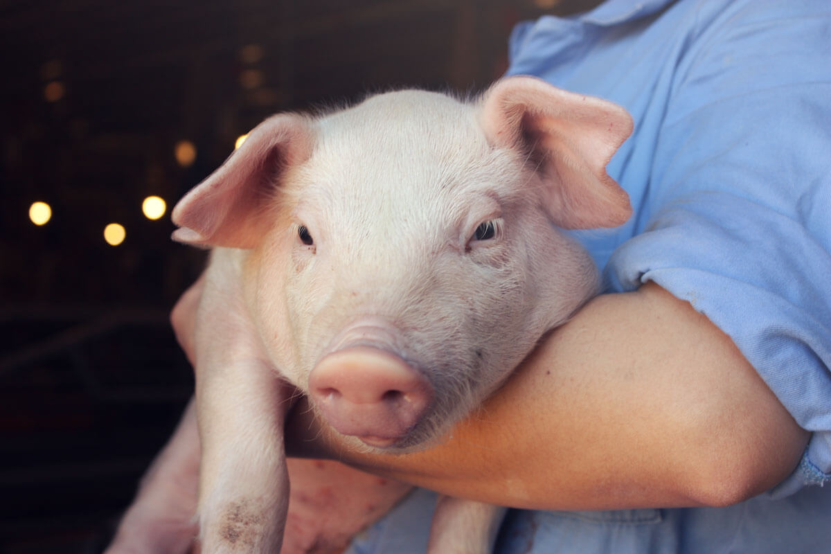 Staff member holding a piglet